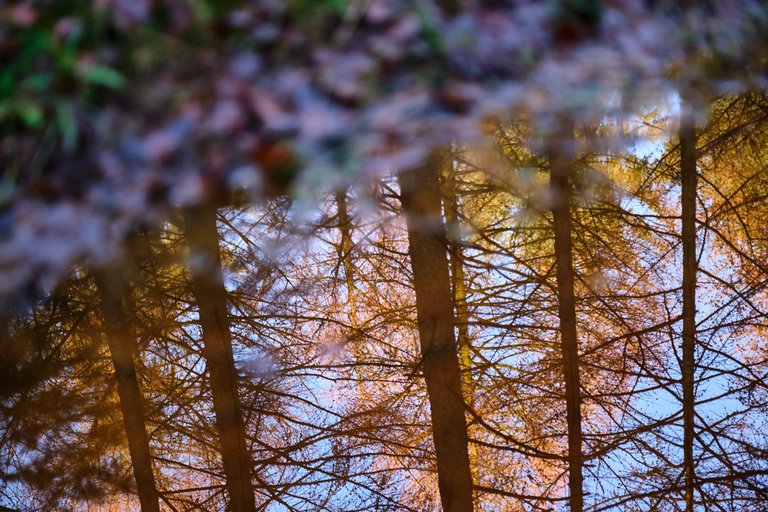 Reflection of towering conifer trees in body of water