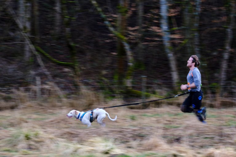 Man running with dog on harness through the forest - canicross