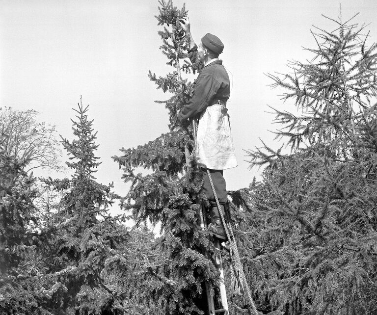 Black and white archive image from 1963 showing a person at the top of a ladder, picking cones from the top of a tree.
