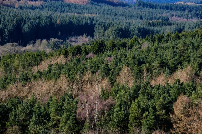 Endless tree tops at Dalby forest landscape 