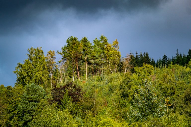 Greenery and tall trees on a hill in front of blue and grey sky