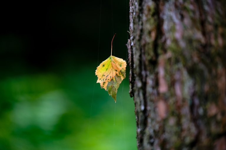 Leaf hanging from spider web attached to a tree trunk