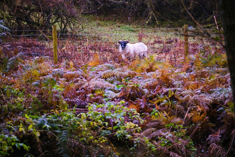 Sheep next to fence in dense orange and green foliage in the forest