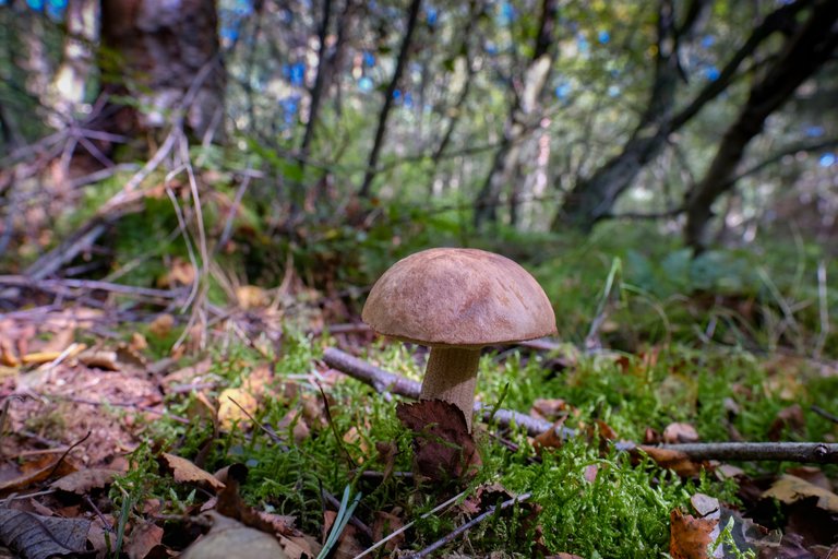 Brown mushroom rising from the mossy forest floor