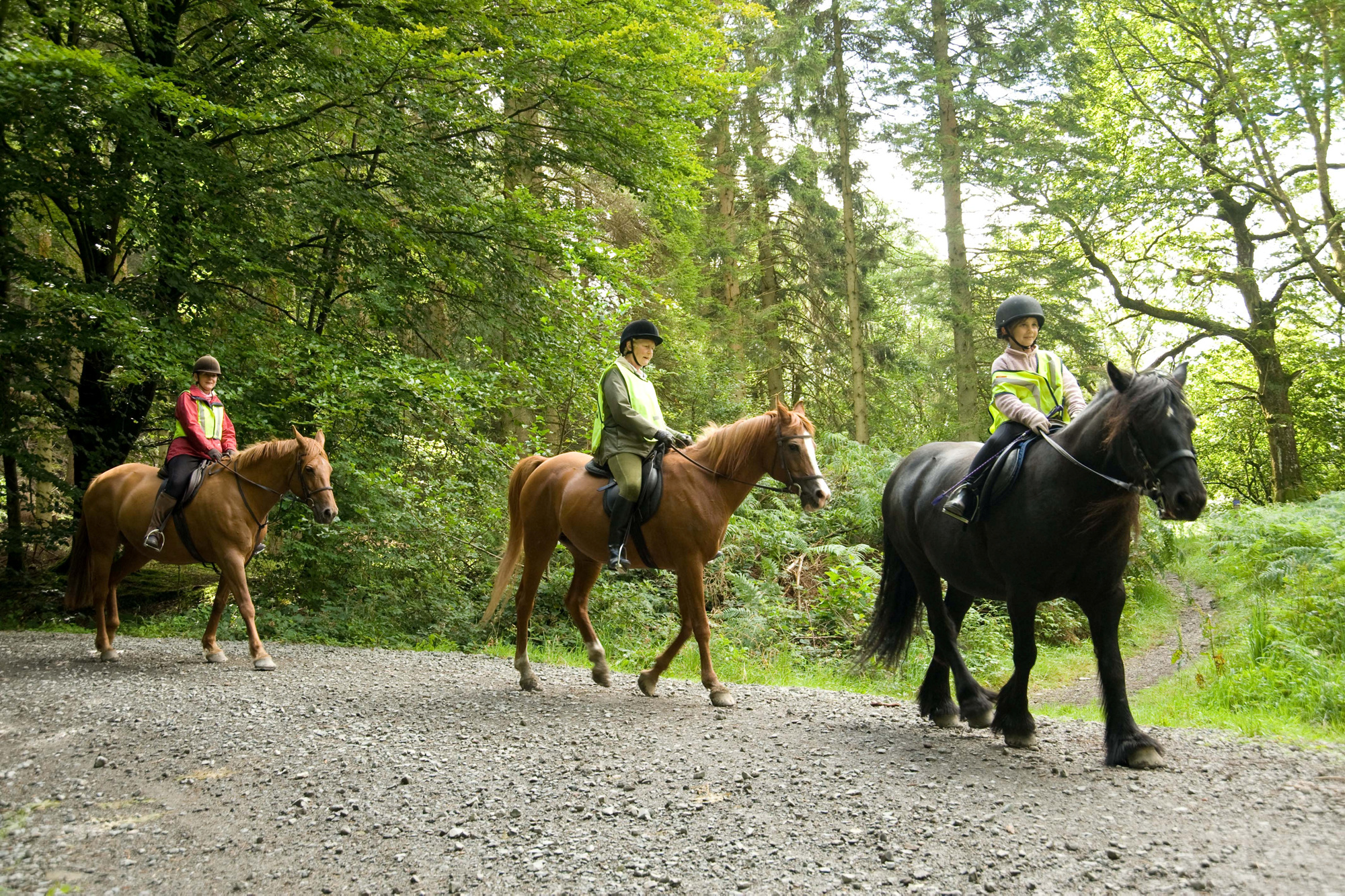 Horse Riding At Grizedale Forestry England