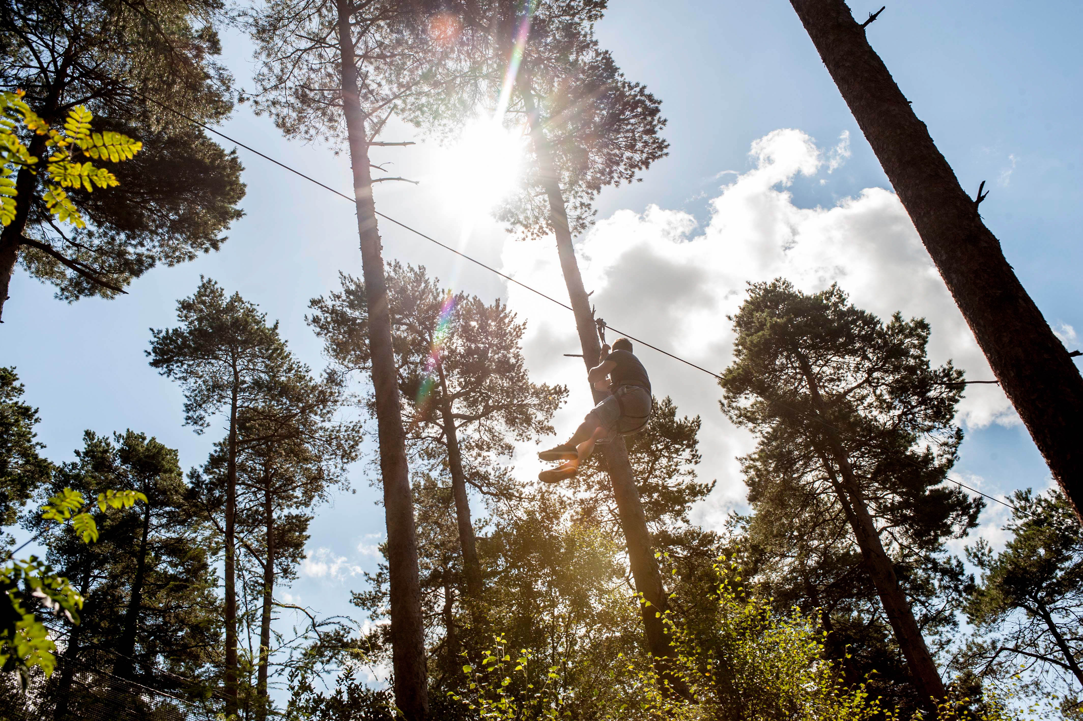 Go Ape Tree Top Challenge at Moors Valley | Forestry England