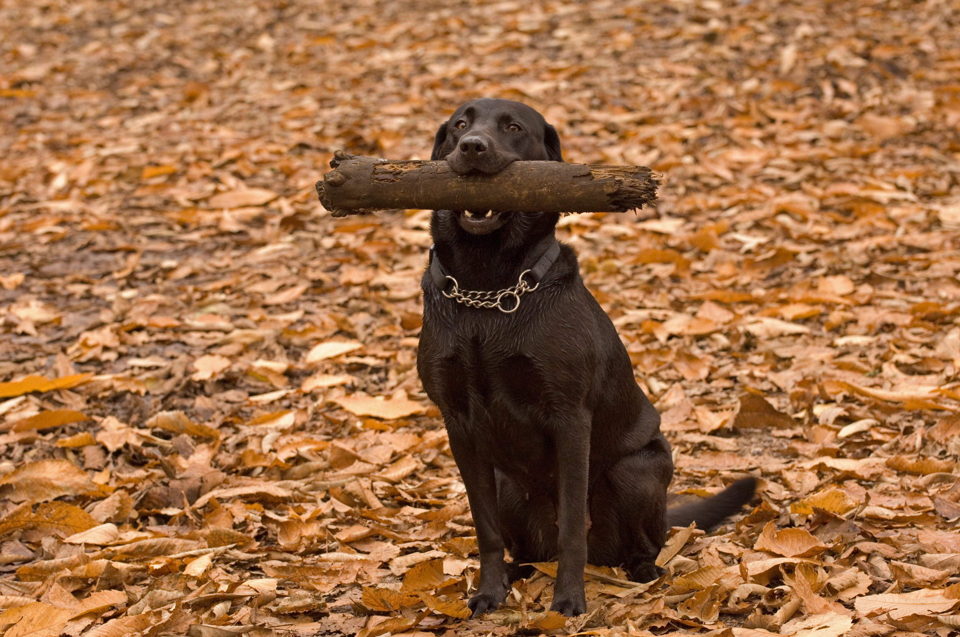 dog-activity-trail-at-jeskyns-forestry-england