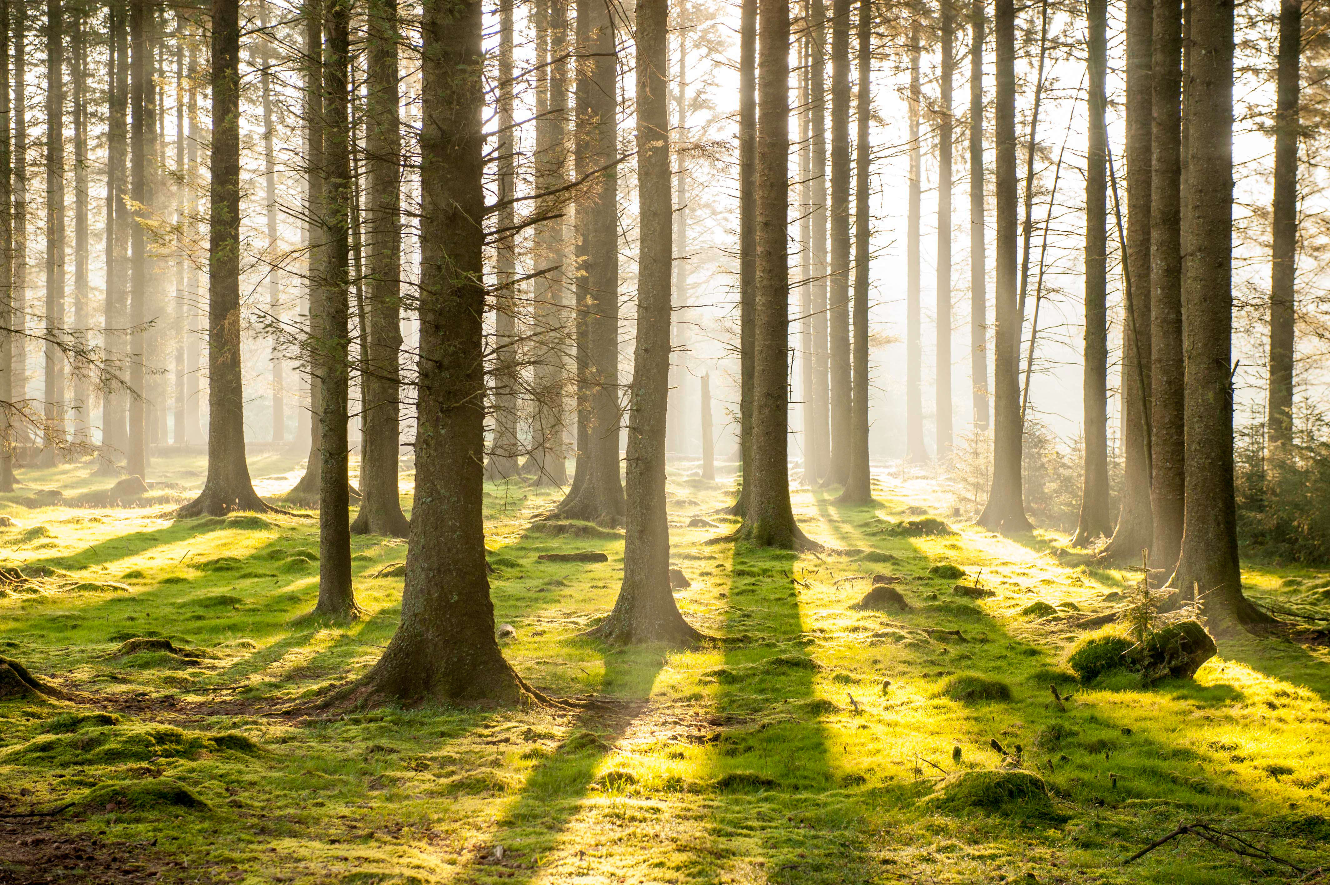 Bellever Forest | Forestry England