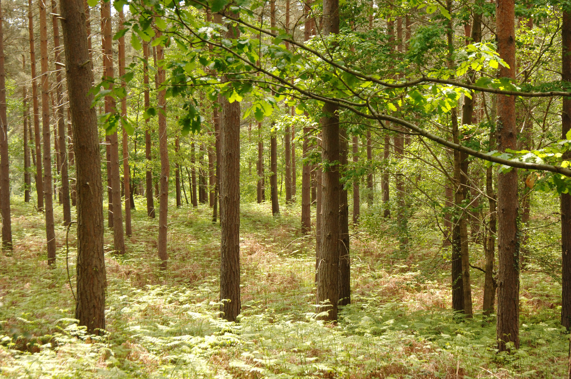 Allerthorpe Wood | Forestry England