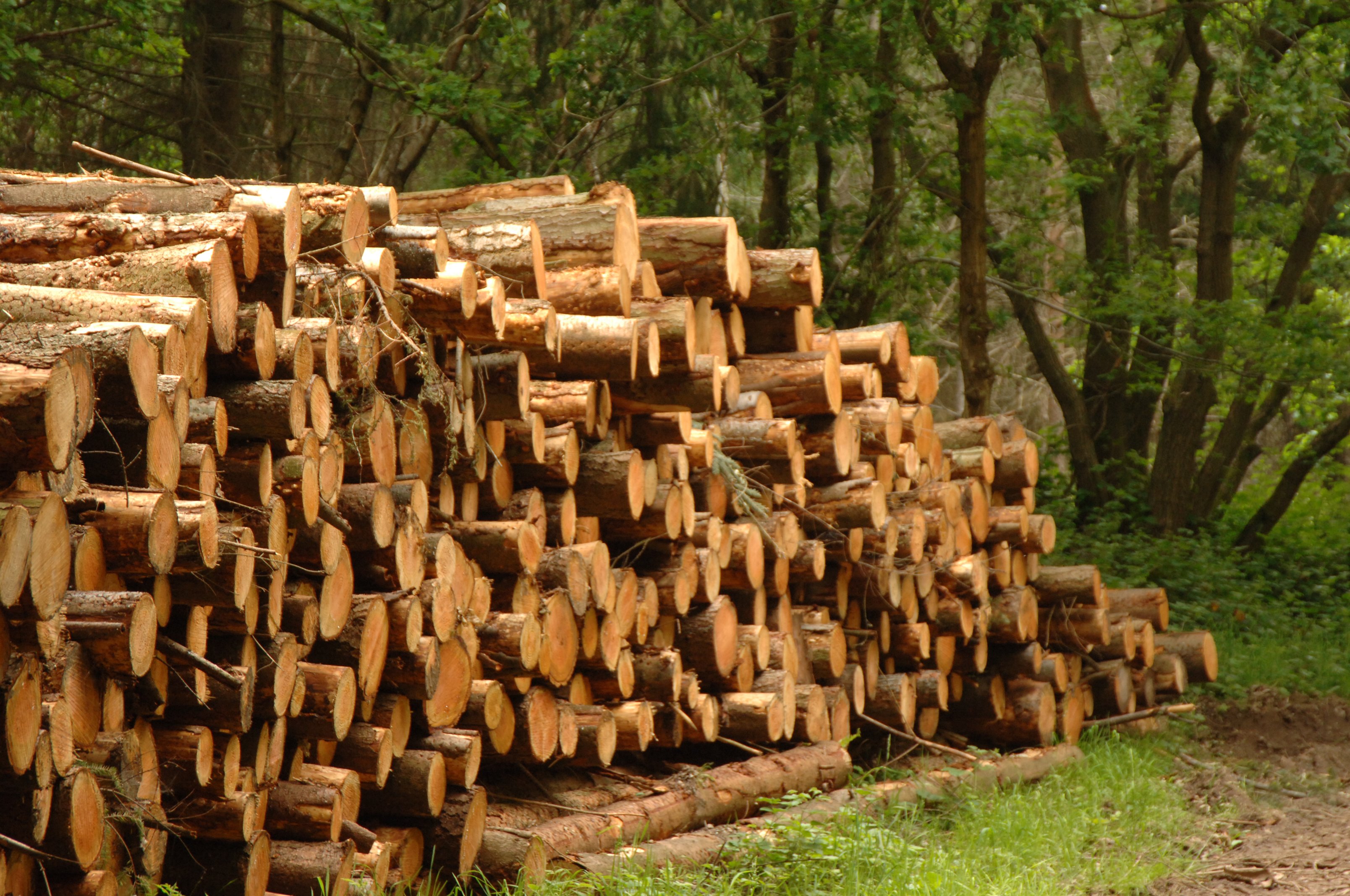 Forestry operations Leigh Woods | Forestry England