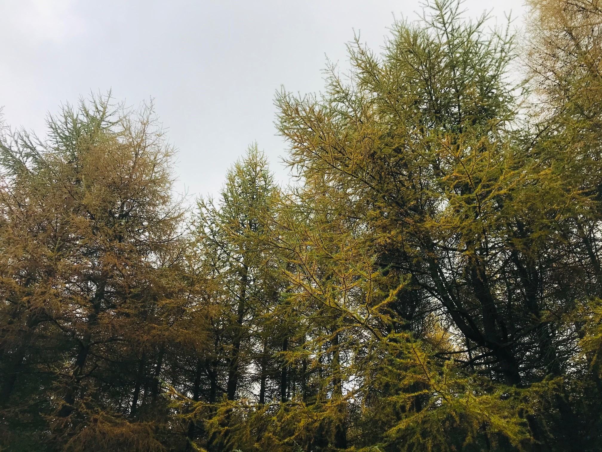 Upward view of larch trees infected with Phytophthora ramorum