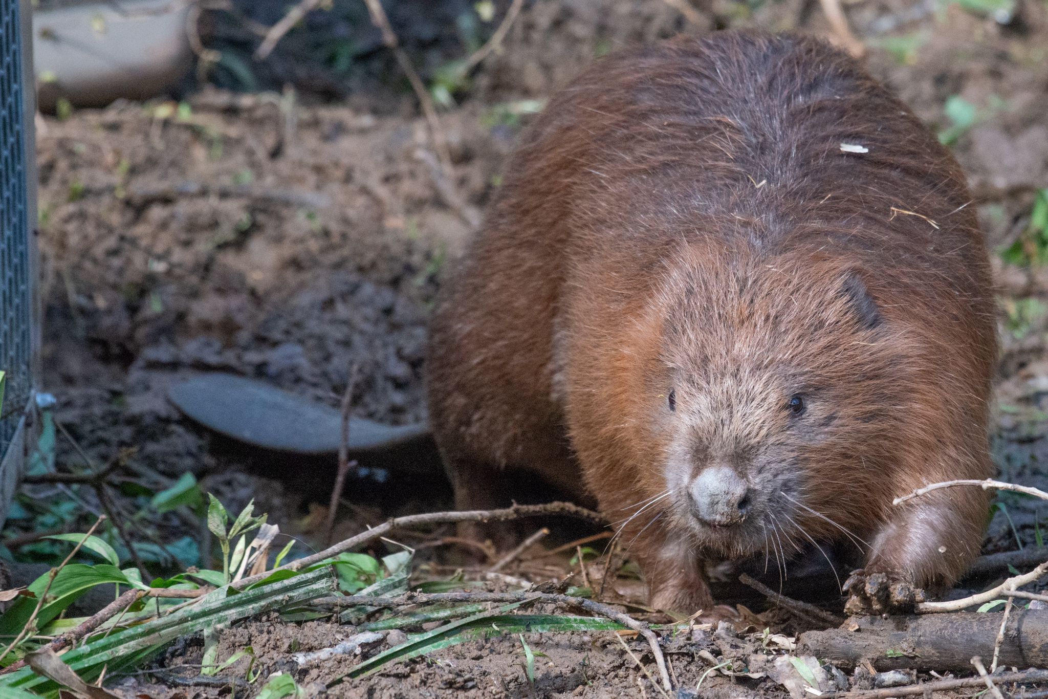 Beavers in Wyre Forest | Forestry England