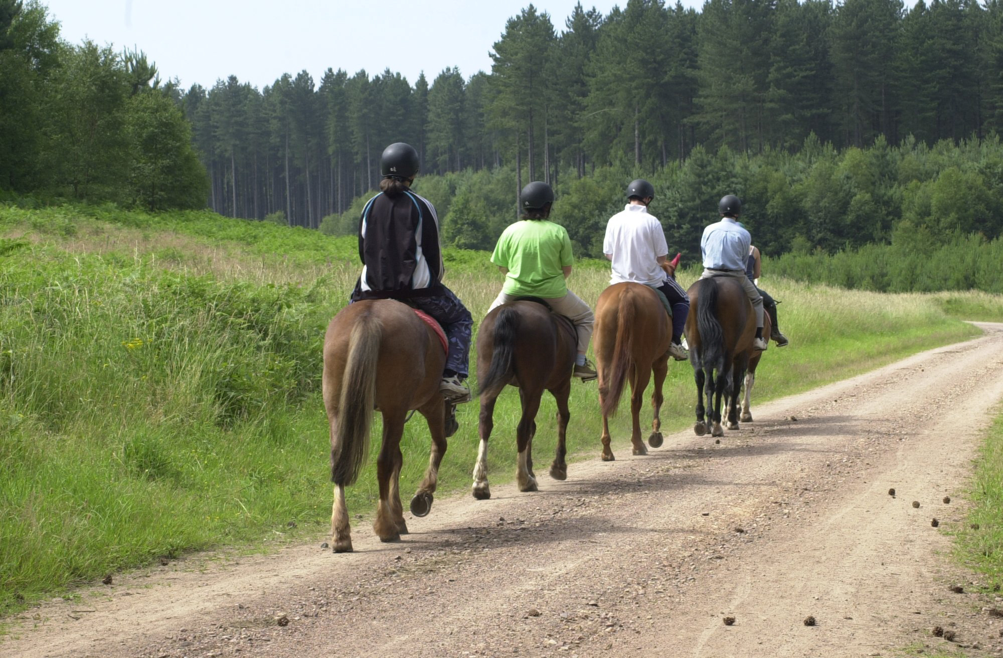 Horse riding at Parkhurst Forest | Forestry England