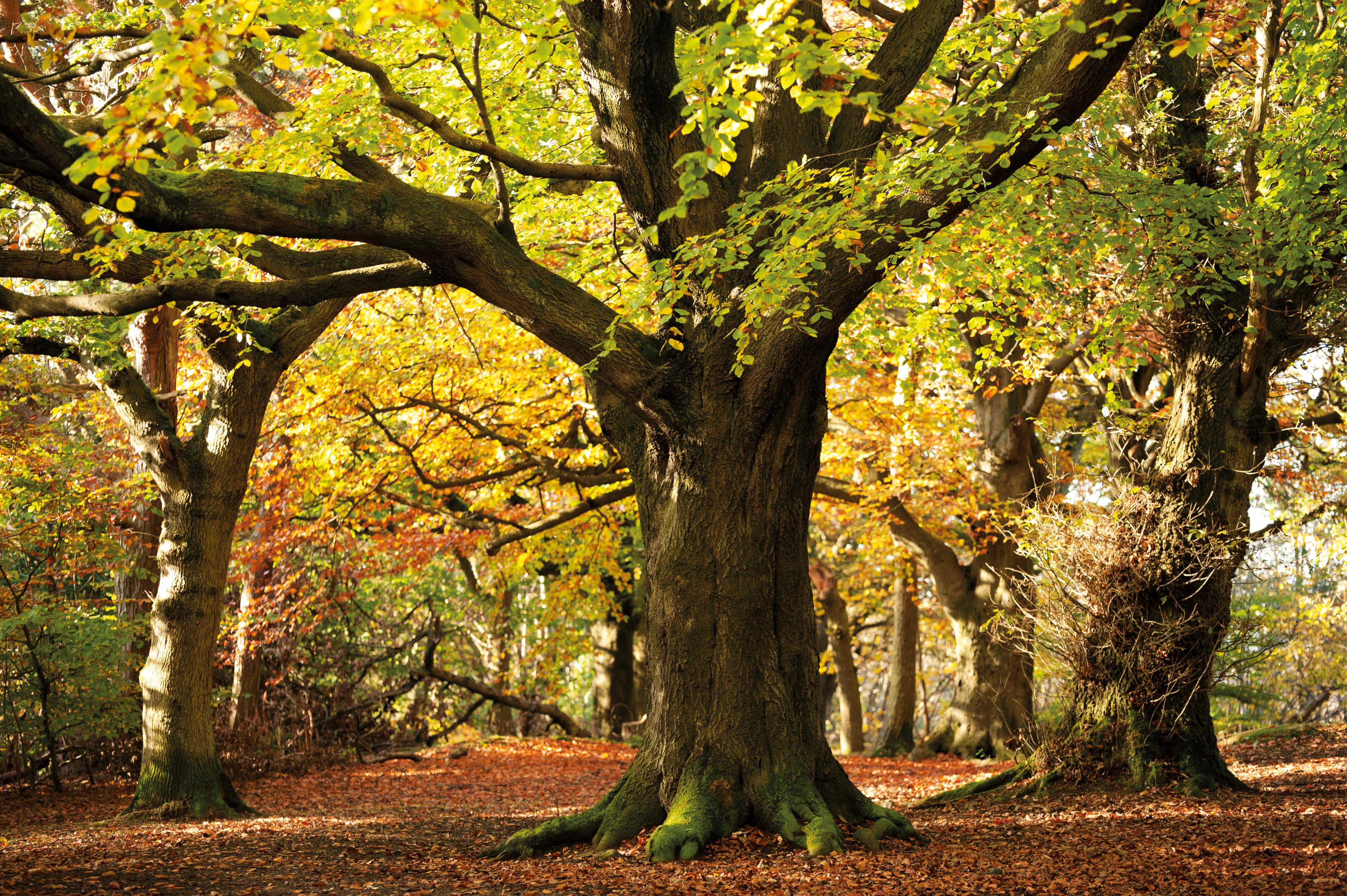 Great Wood Forestry England