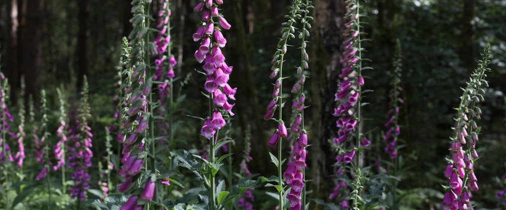 Tall spikes of pinkish purple coloured foxglove flowers with a dark woodland background