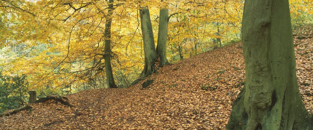 Sneaton Forest trees