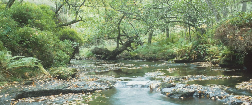 Holystone Woods, Rothbury