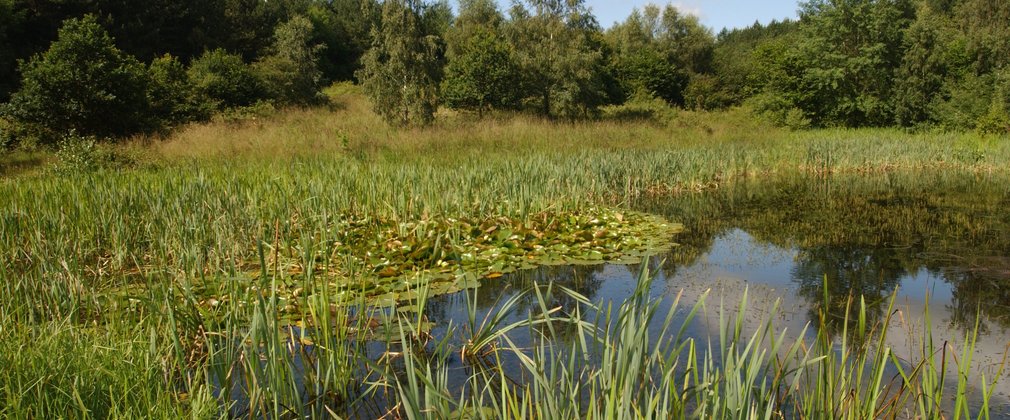 bourne wood pond