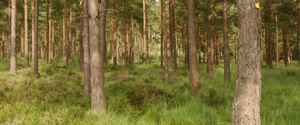 lines of conifer trees