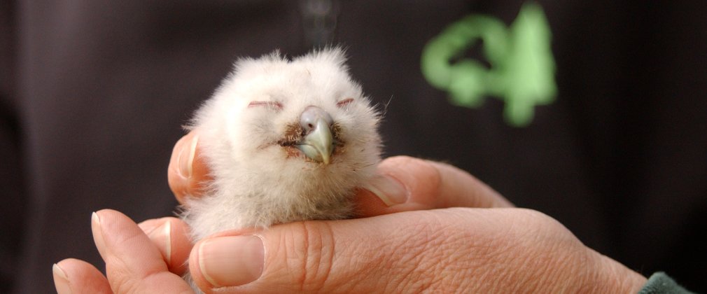 Baby tawny owls in the hands of a ranger