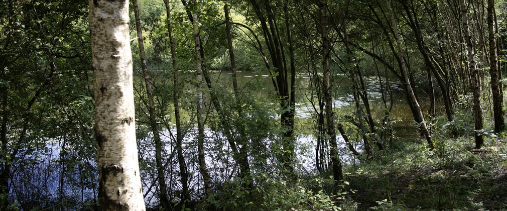 a woodland pond