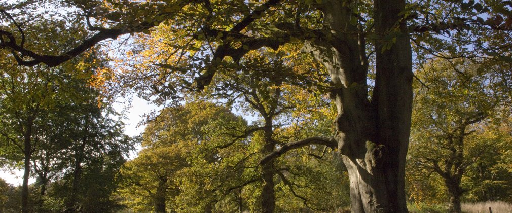 Big beech tree