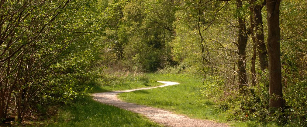 chambers wood walking trail