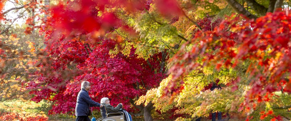 Weather paves way for spectacular autumn colour, say Forestry