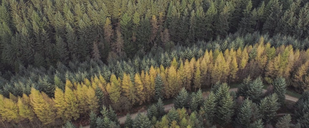 Forest from the sky