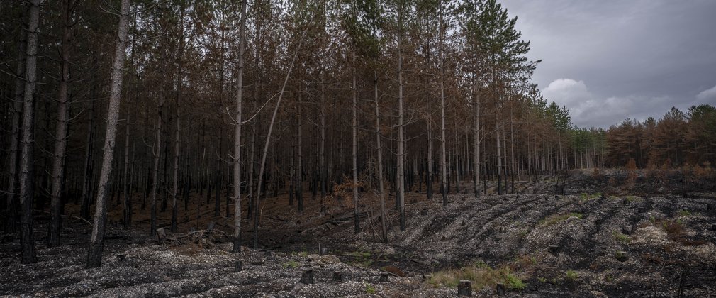 Result of forest fire