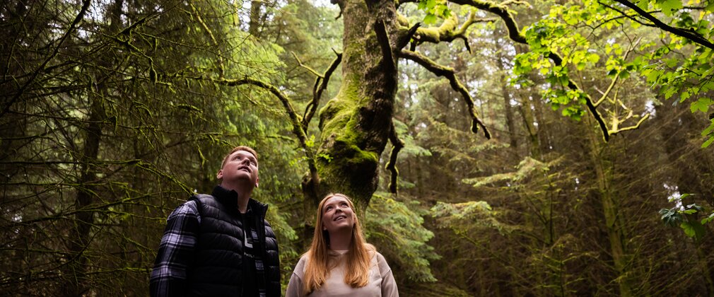 A couple in a woodland looking up at a sunlit tree