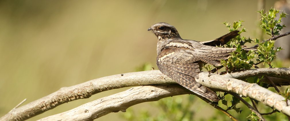 A nightjar resting on a branch with its wings slightly extended