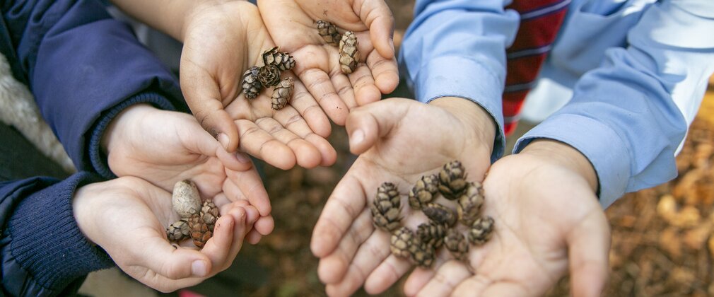 A close up of children's hands holding small pine cones