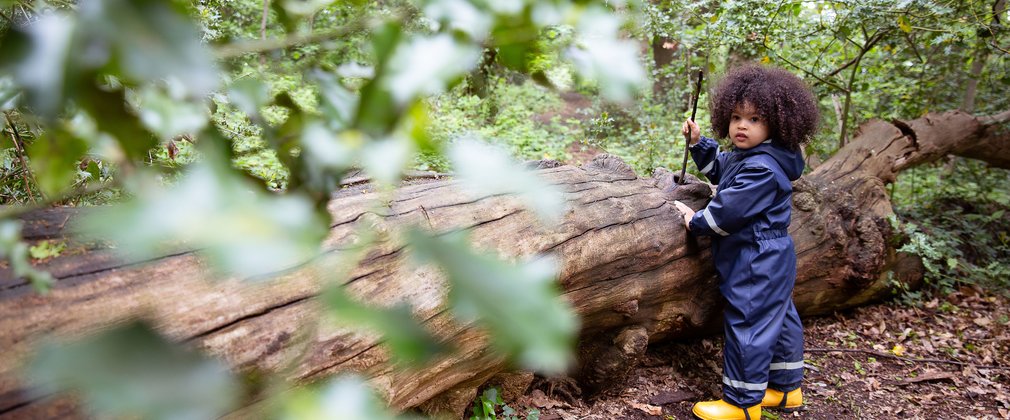 Young child in waterproofs pokes a stick into a log, with holly leaves in foreground.