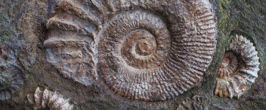A variety of ammonite fossils on a rock surface