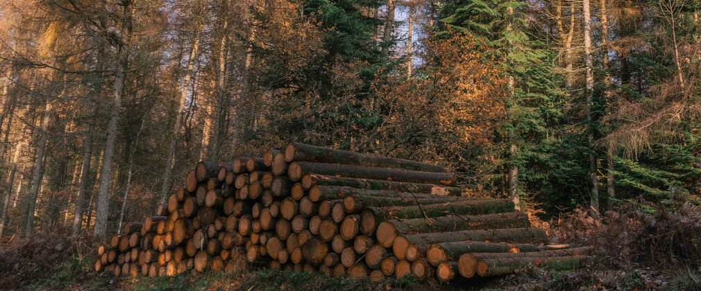 A pyramid shaped stock of logs shown next to a stand of trees in autumn colour