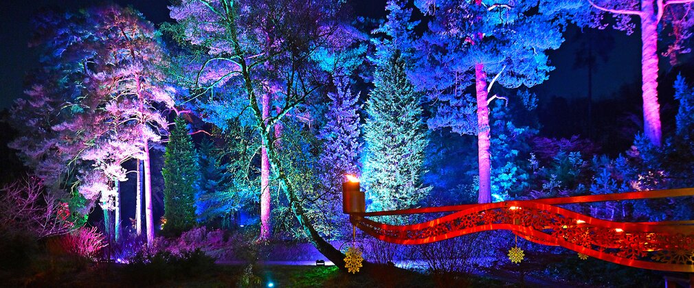 Trees lit by blue and purple light