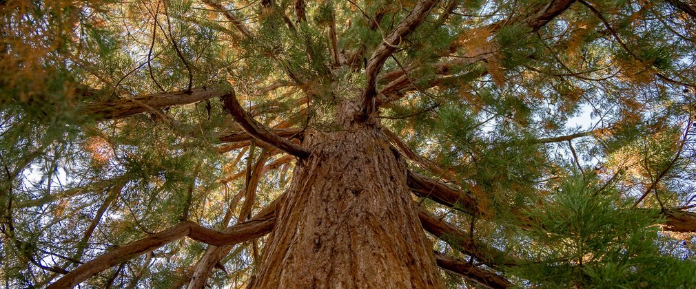 Bedgebury National Pinetum - Redwood canopy