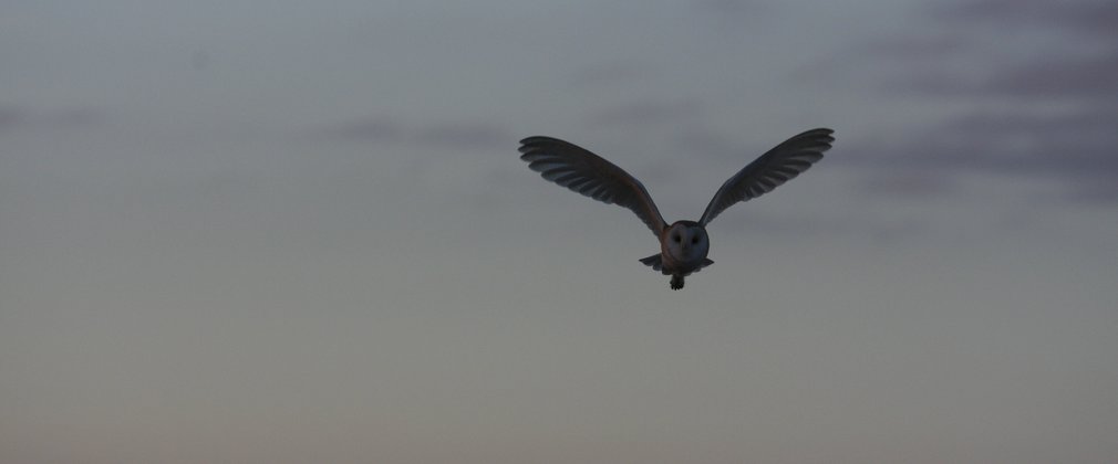 Barn owl