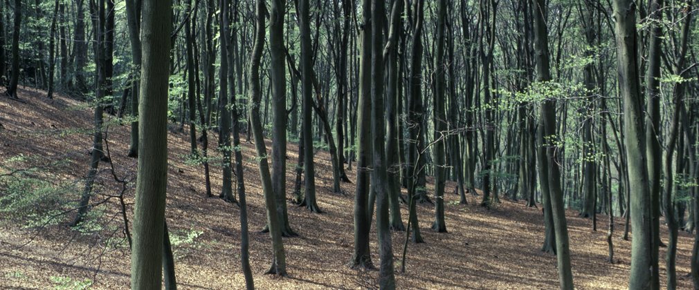 beech woodland