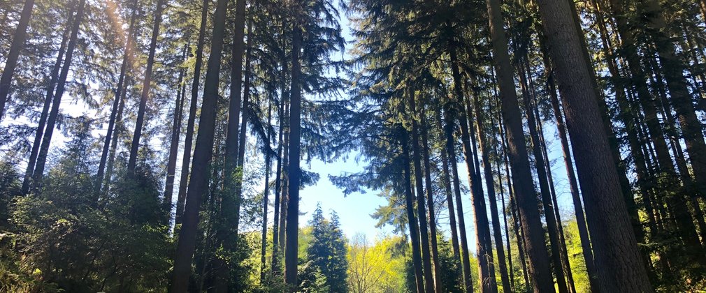 Mortimer Forest Black Pool 