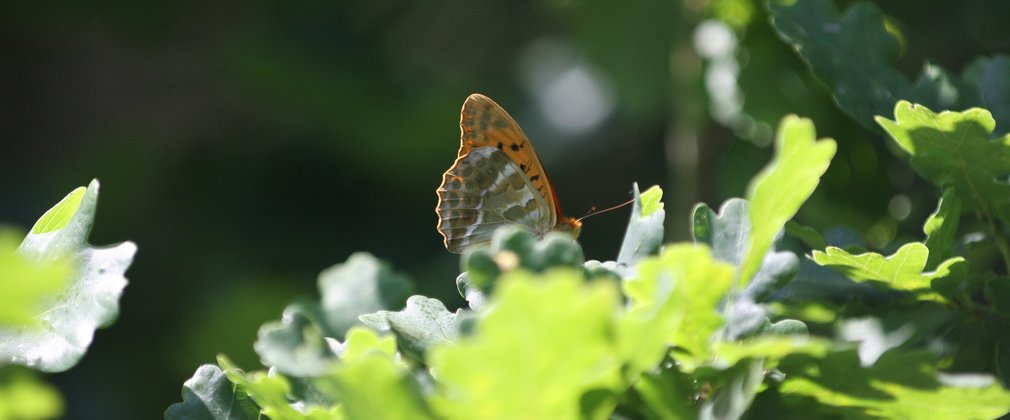Botanical Butterfly Capri Leggings - Hatley UK