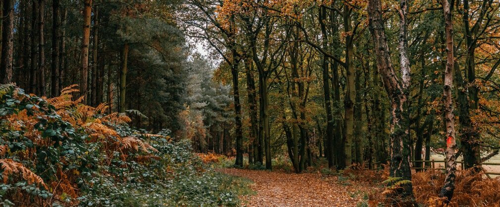 Autumnal forest scene with golden leaves on the trees and ground.