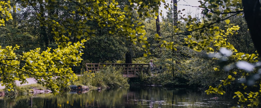 A bridge by the fairoak pools at Cannock Chase Forest