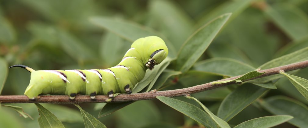 Caterpiller