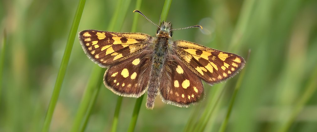 chequered skipper butterfly on a blade of grass