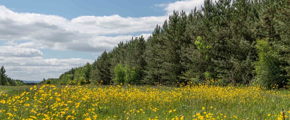 A line of conifer trees disappearing into the distance surrounding the right edge of a buttercup meadow.
