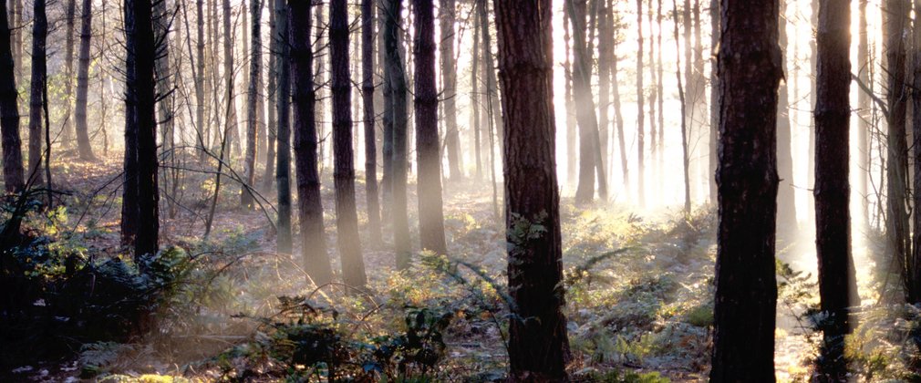 Sunlight through Conifers 