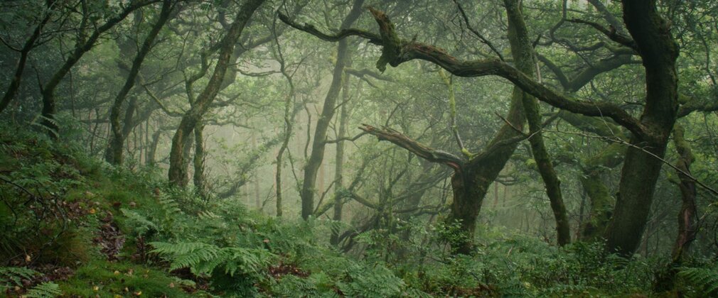 Large gnarled tree trunks in a woodland, with green ferns on the ground.