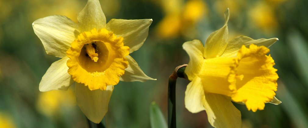 Daffodil